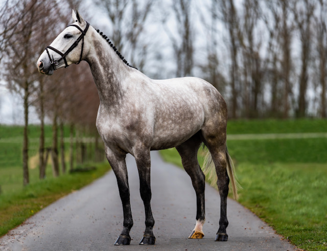 A.N. Paarden