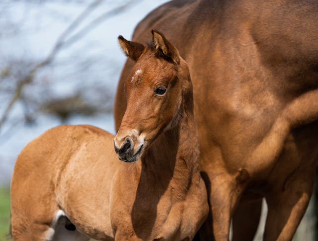 A.N. Sporthorses